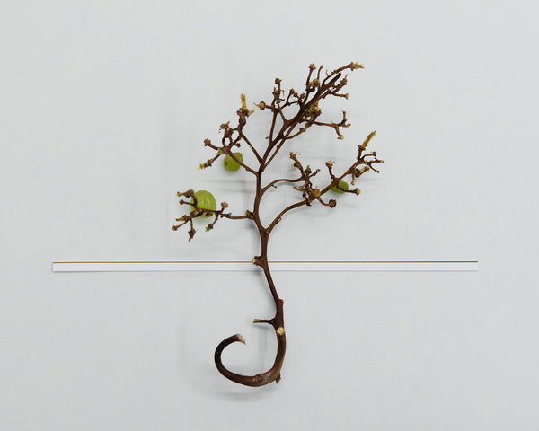Chih-Chien Wang