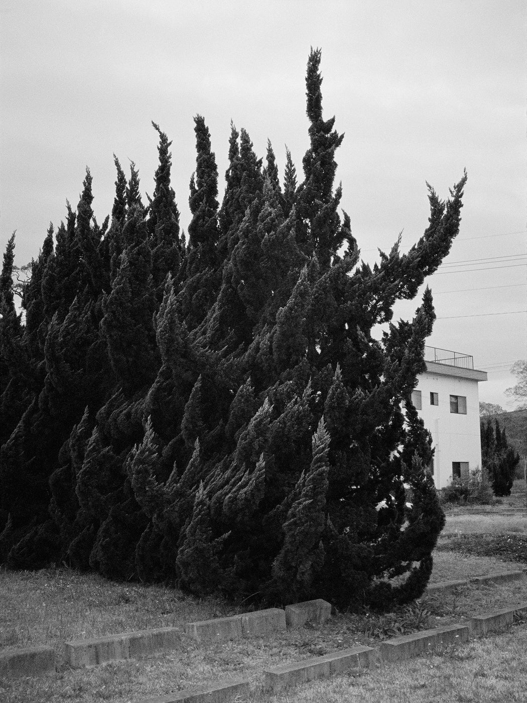 Untitled (cedar hedge), Fukuoka, Fukuoka prefecture, Japan