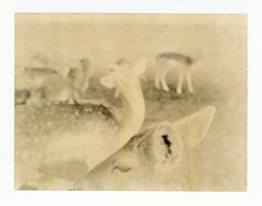 FFOTO-Deanna Pizzitelli-Deer II