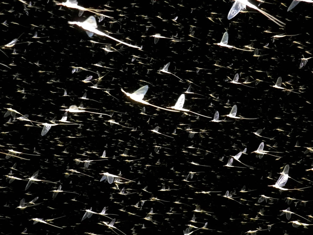 Mayflies, on location ELA, Canada - Guillaume Simoneau | FFOTO