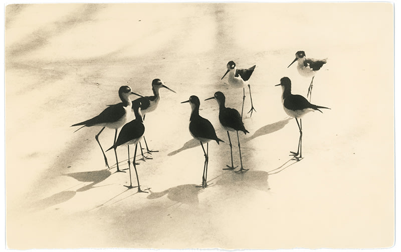 FFOTO-Yamamoto Masao-# 1664