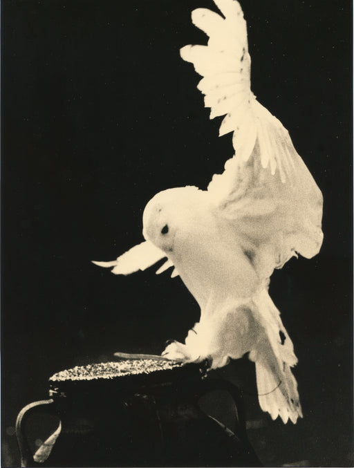 FFOTO-Yamamoto Masao-# 1650