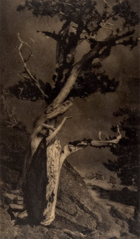 The Dying Cedar - Annie Brigman | FFOTO