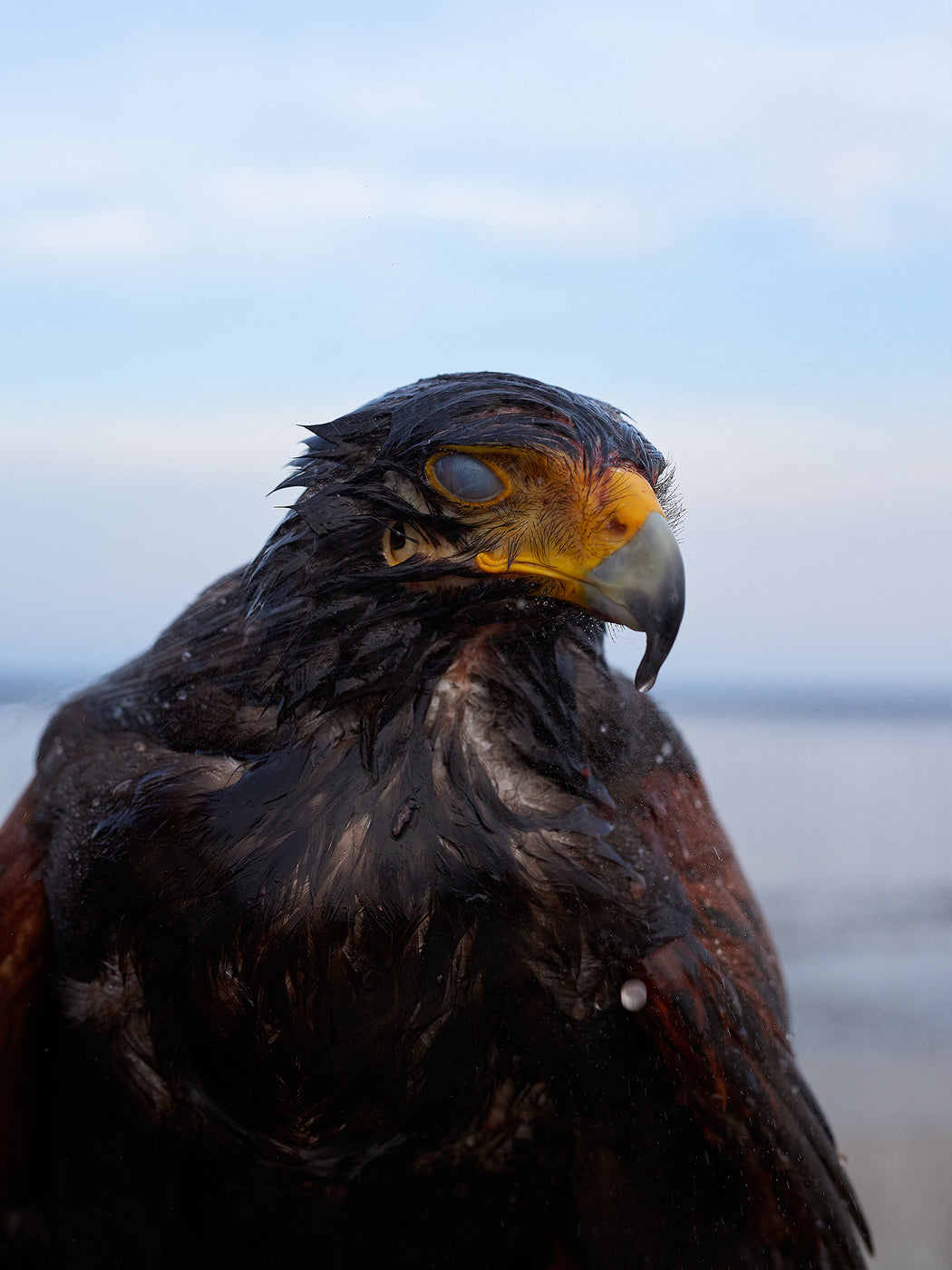 Untitled (after the fight 02), Takeo city, Saga prefecture, Japan