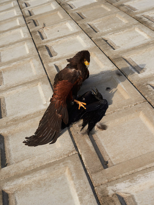 Horus, Takeo, Saga prefecture, Japan