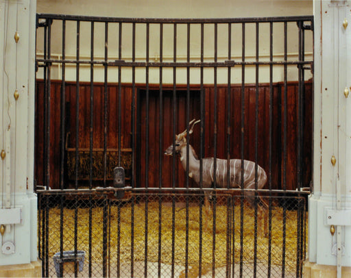 FFOTO-Volker Seding-Lesser Kudu, Basel