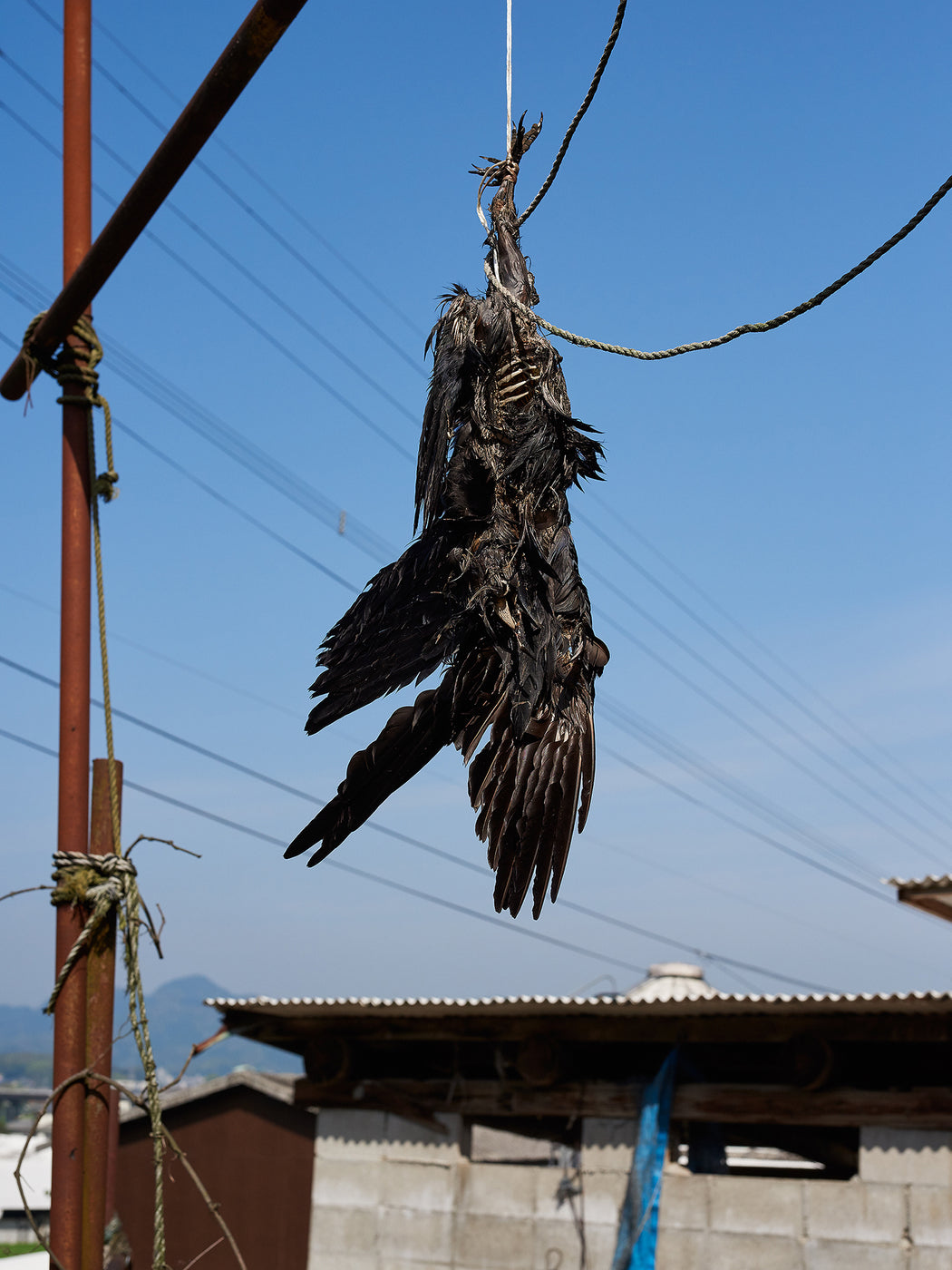 Untitled (scarecrow), Takeo city, Saga prefecture, Japan