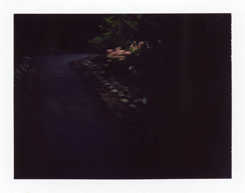 Roses - Deanna Pizzitelli | FFOTO