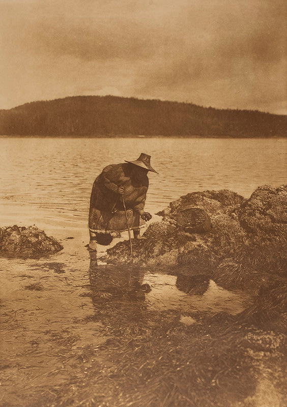 Plate 342, Gathering Abalones - Nakoaktok - Edward Sheriff Curtis