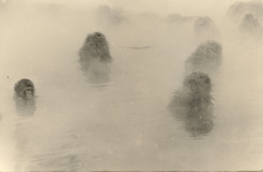 FFOTO-Yamamoto Masao-# 1255