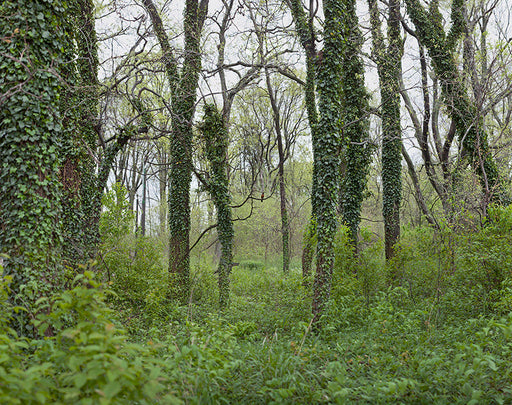 FFOTO-April Hickox-Invasive Species: Robin