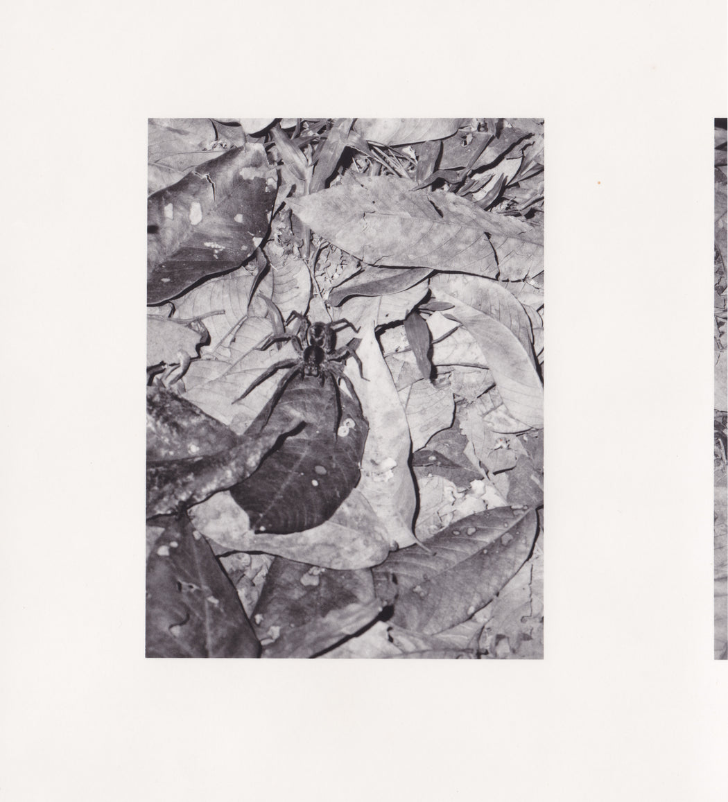 Spider, Guatemala, I - Deanna Pizzitelli | FFOTO