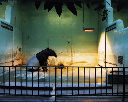 Malay Tapir, Brookfield - Volker Seding | FFOTO