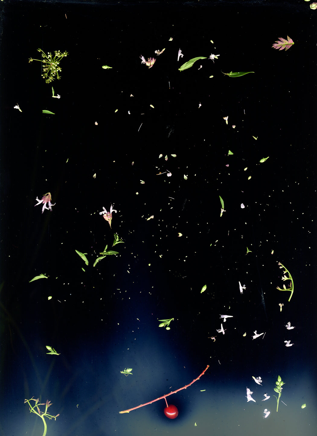 August 19 (Assortment of seeds, flowers, leaves)