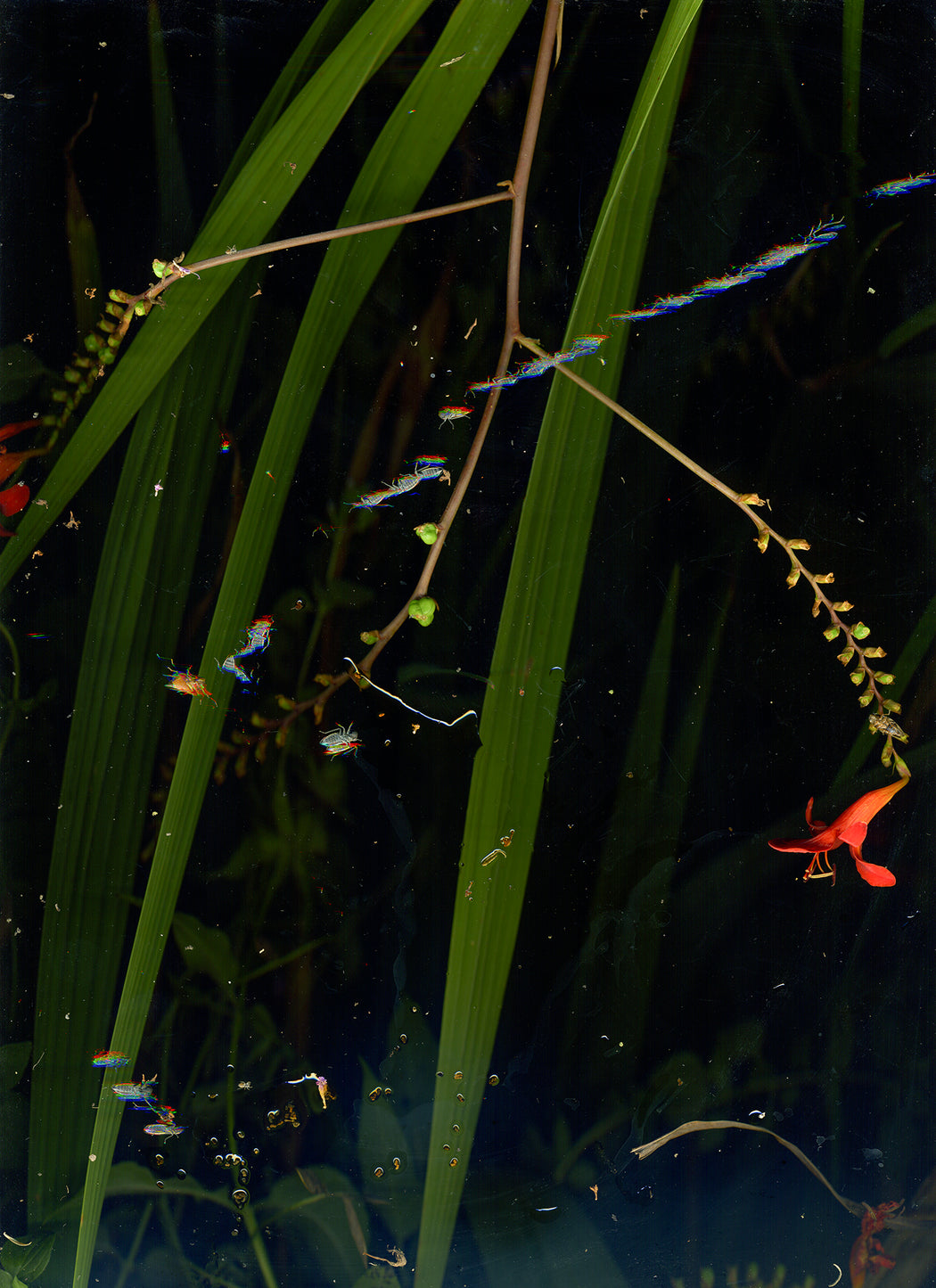 August 30 (Lucifer Crocosmia with insect)