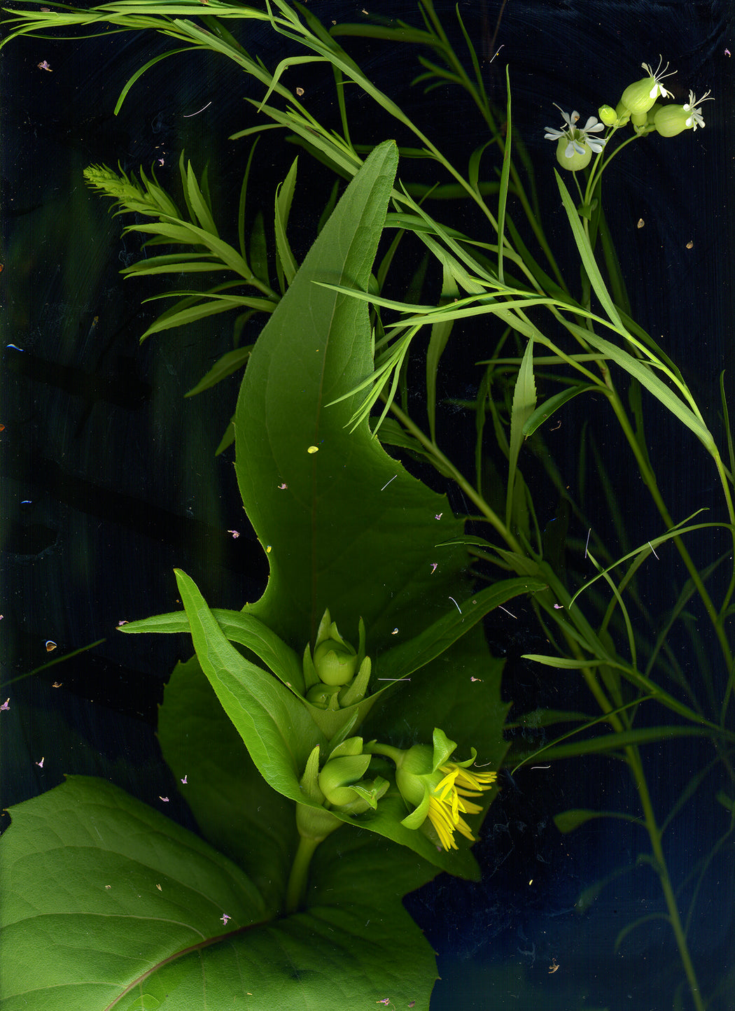 July 18 (Bladder Campion, Cup Plant, Horse Weed)
