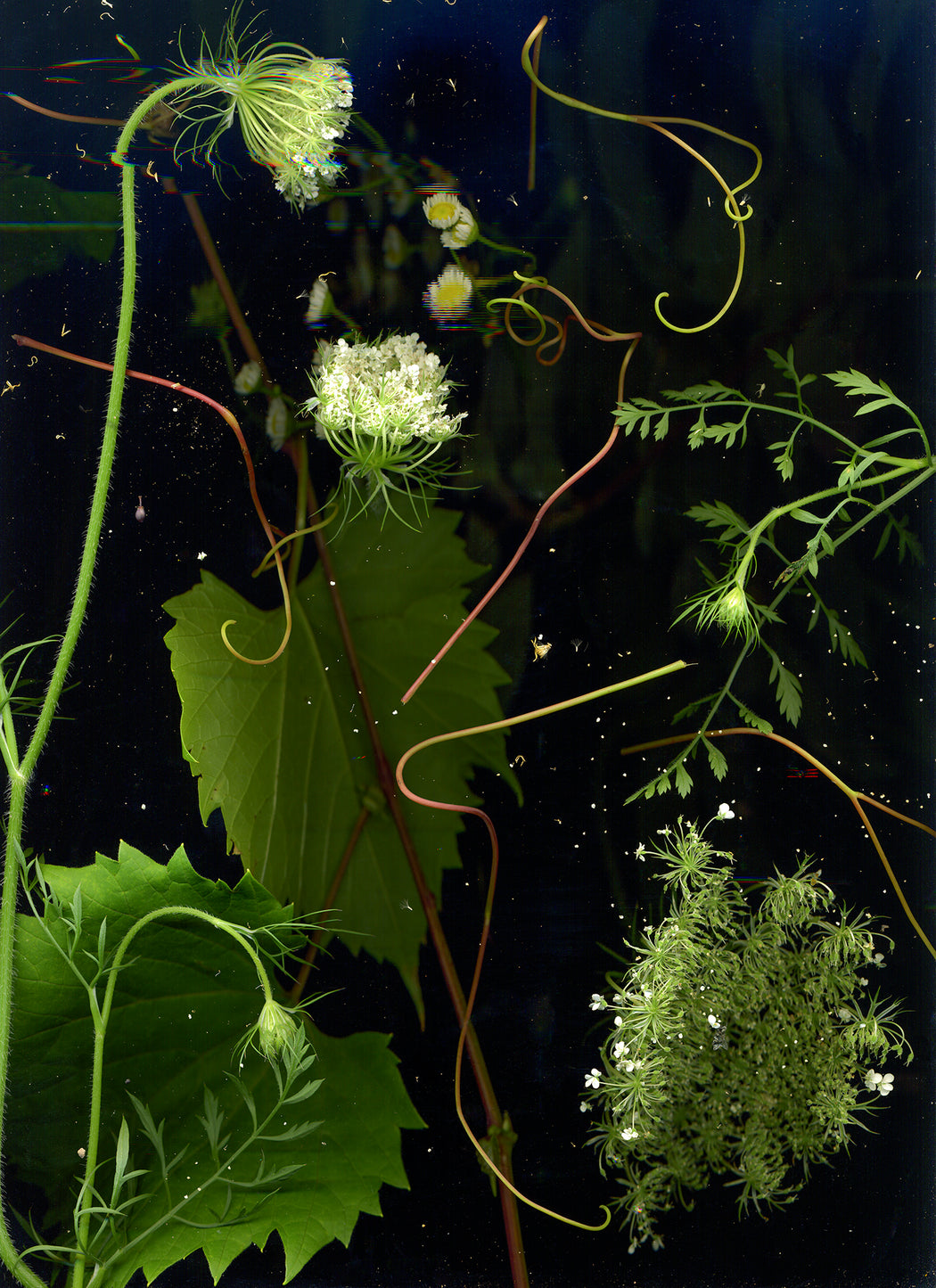 July 24 (Wild Grape, Queen Anne’s Lace, Daisy Fleabane)