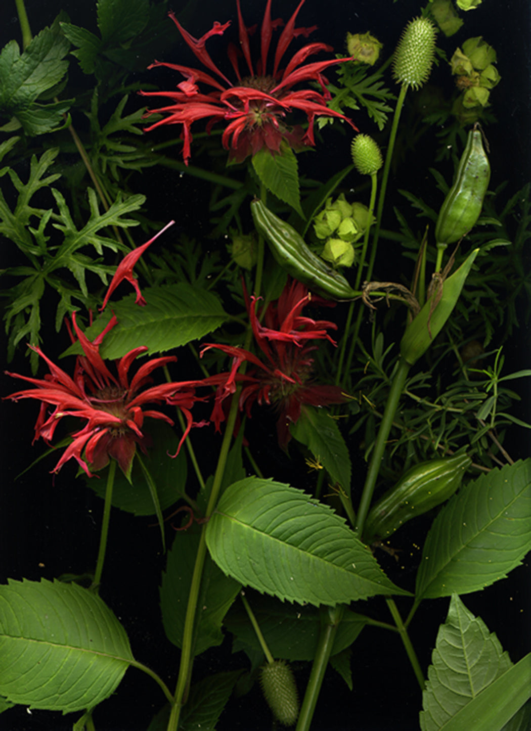 July 25 (Bee balm, Thimble weed, St. John’s Wort, Mallow, Water Iris) (Burdock, Wild Blackberries, Moth, Beetle)