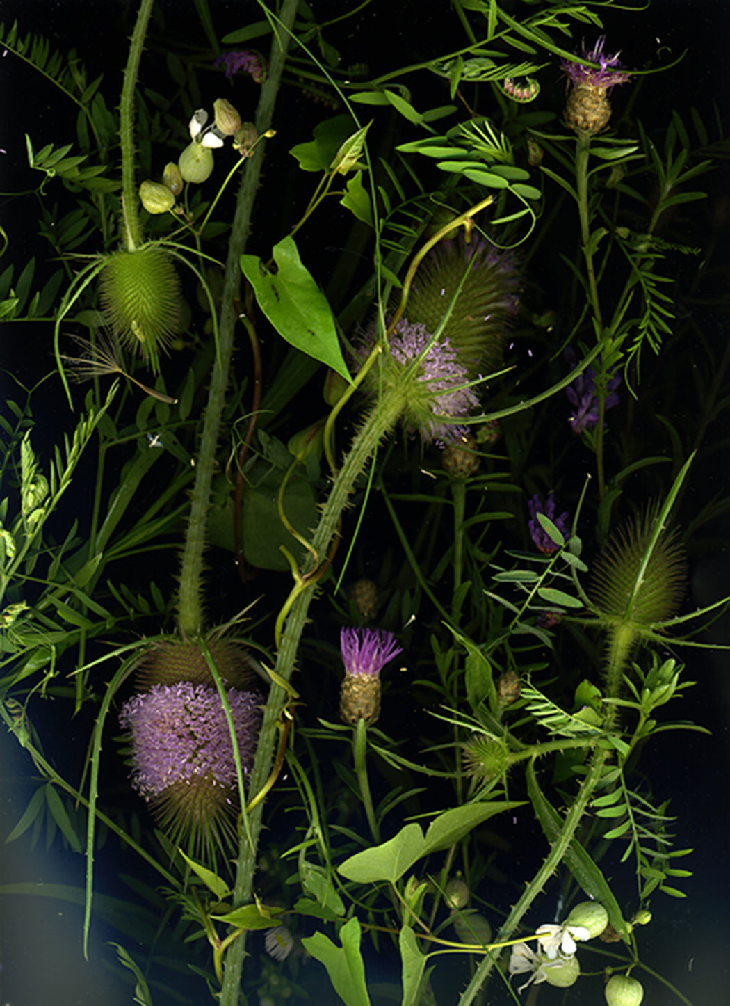 July 30 (Bladder Campion, Teasel, Bindweed, Vetch, Daisy fleabane, Aster)