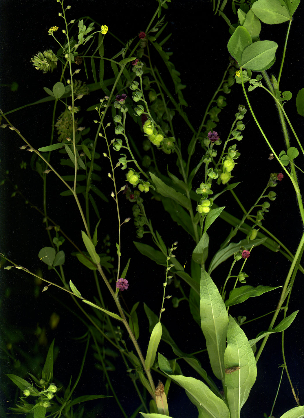 June 18 (White Clover, Vetch, Black Medic, Hound’s Tongue, Forget-me-nots)