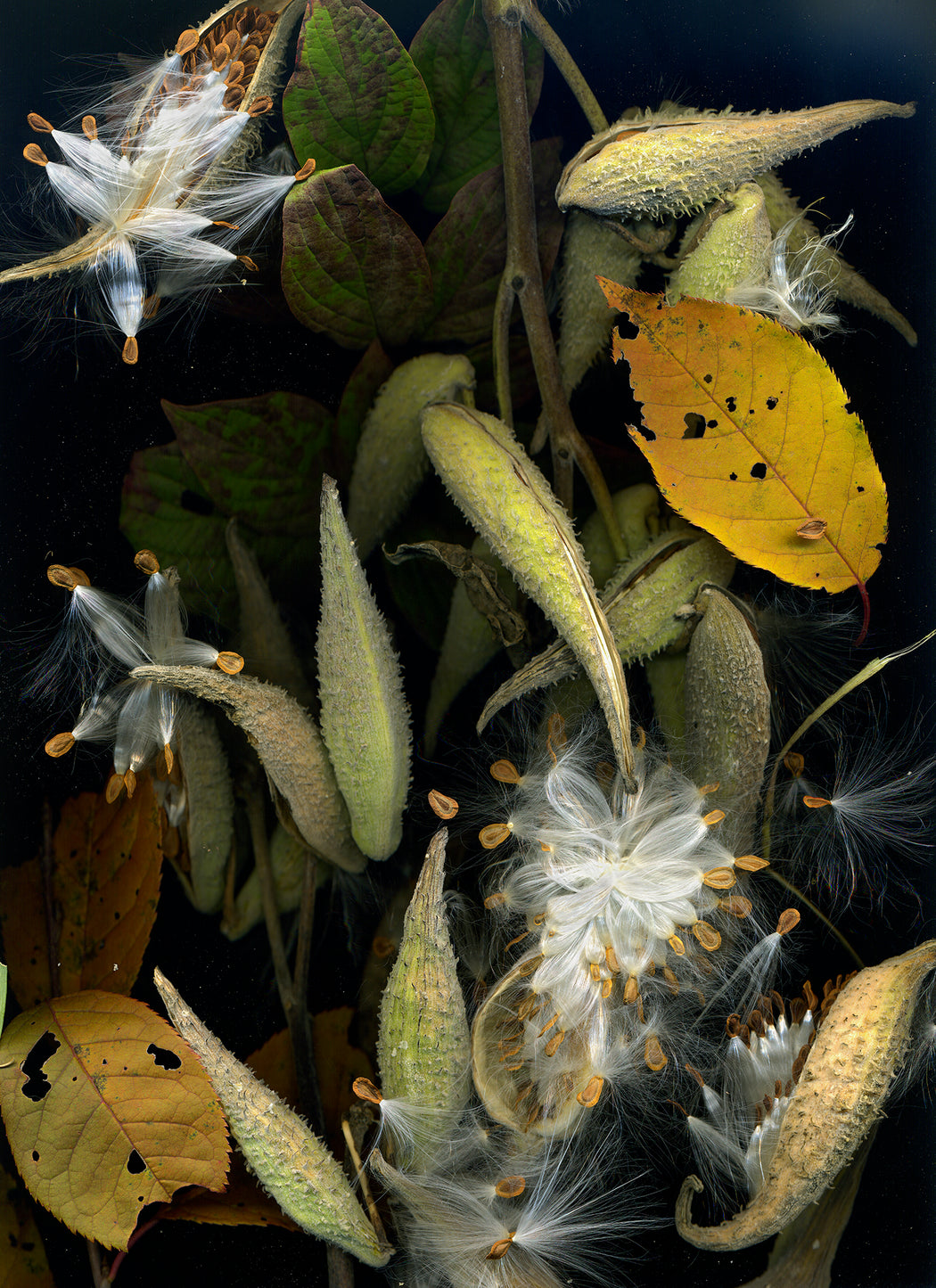 October 22 (Milkweed)