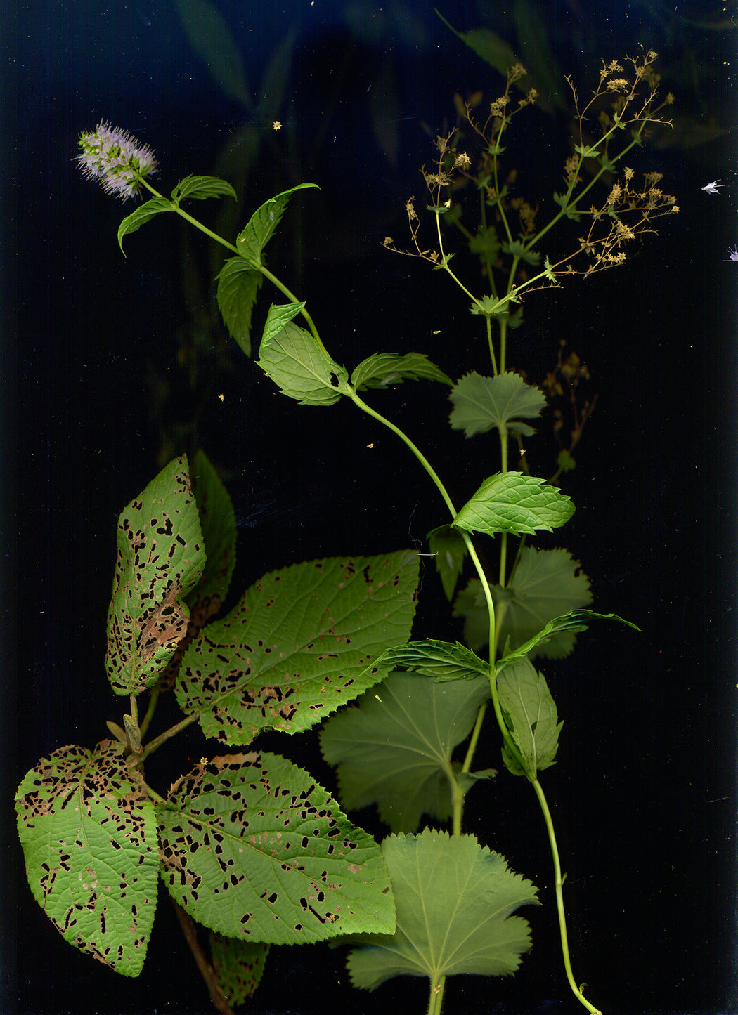 September 19 (Mint, Lady’s Mantle, Leatherleaf Viburnum)