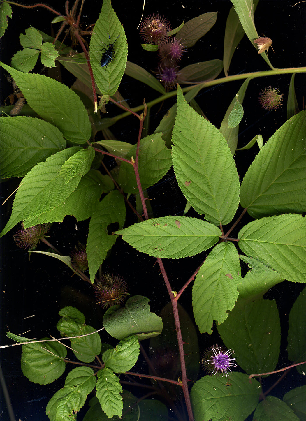 September 21 -2 (Burdock, Wild Blackberries, Moth, Beetle)
