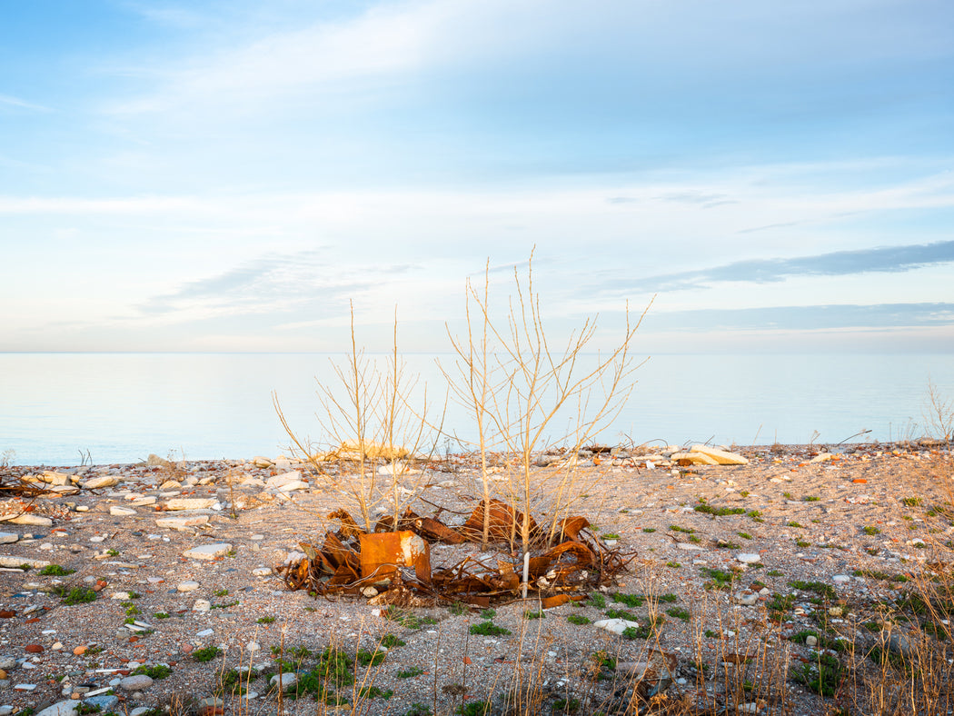 Quaking Aspen trees with metal parts, the Endikement, Tommy Thompson Park, Toronto