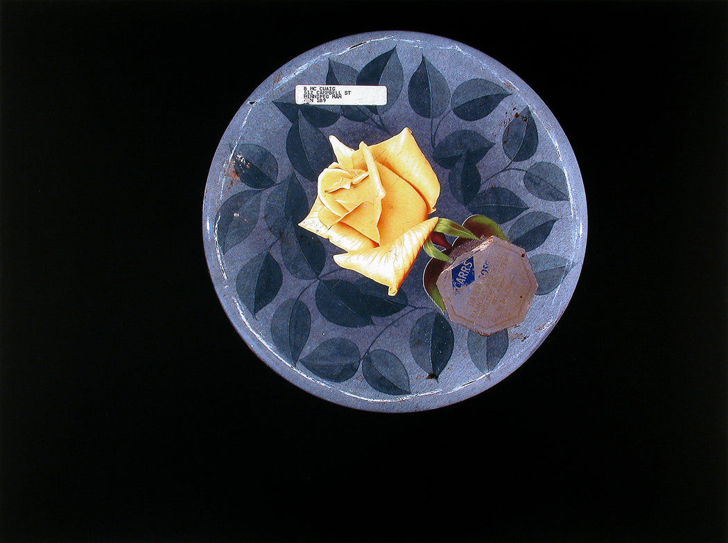 Night Garden 12