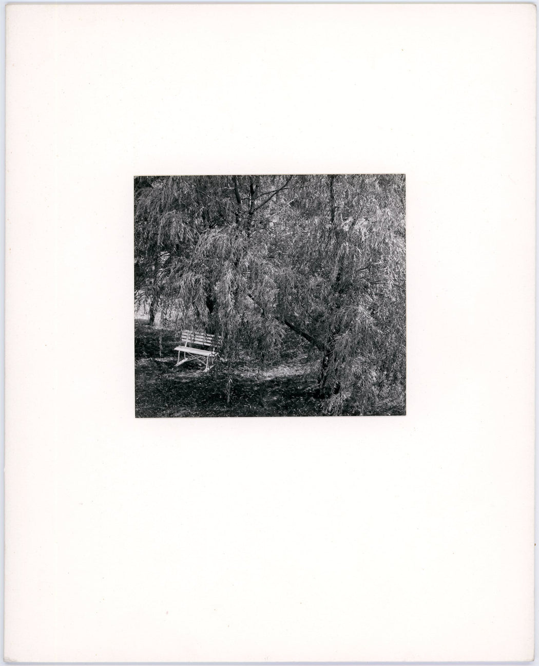 Untitled (White Bench Under Trees)