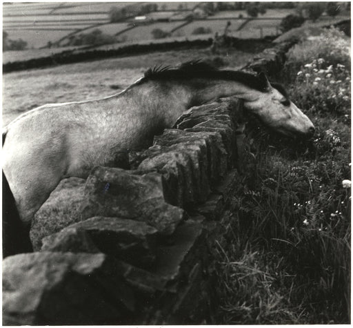 Horse With Stretched Neck