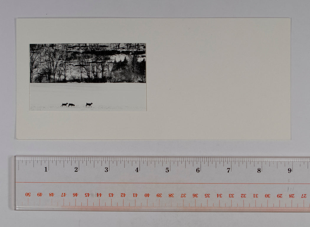 Untitled (Deer in the Snow)