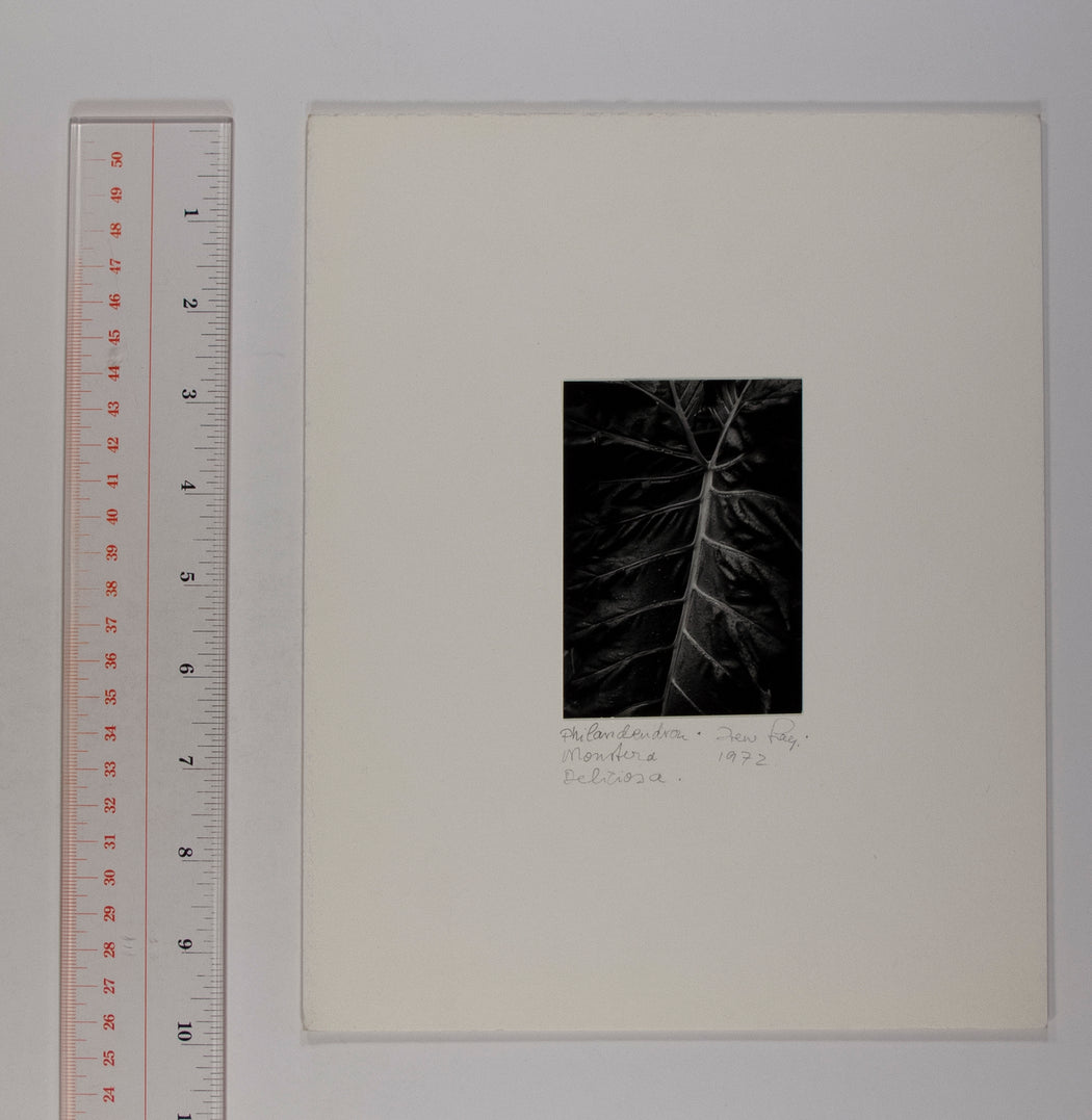 Philodendron Monstera Deliciosa