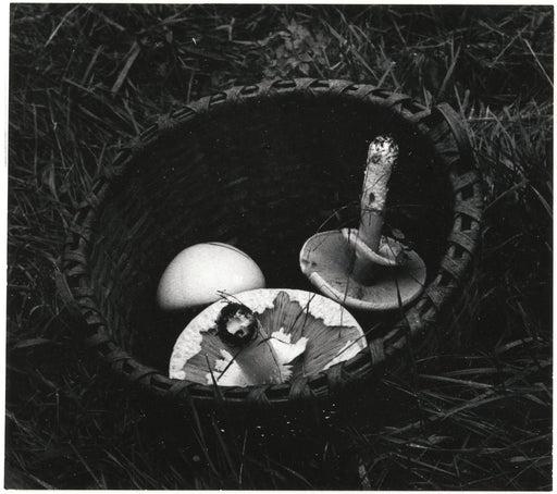 Agaricus Campestris