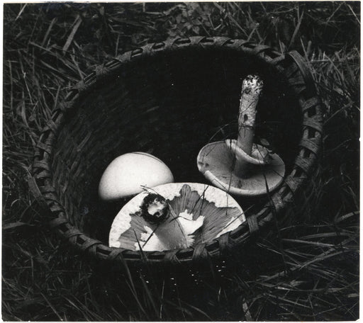 Agaricus Campestris