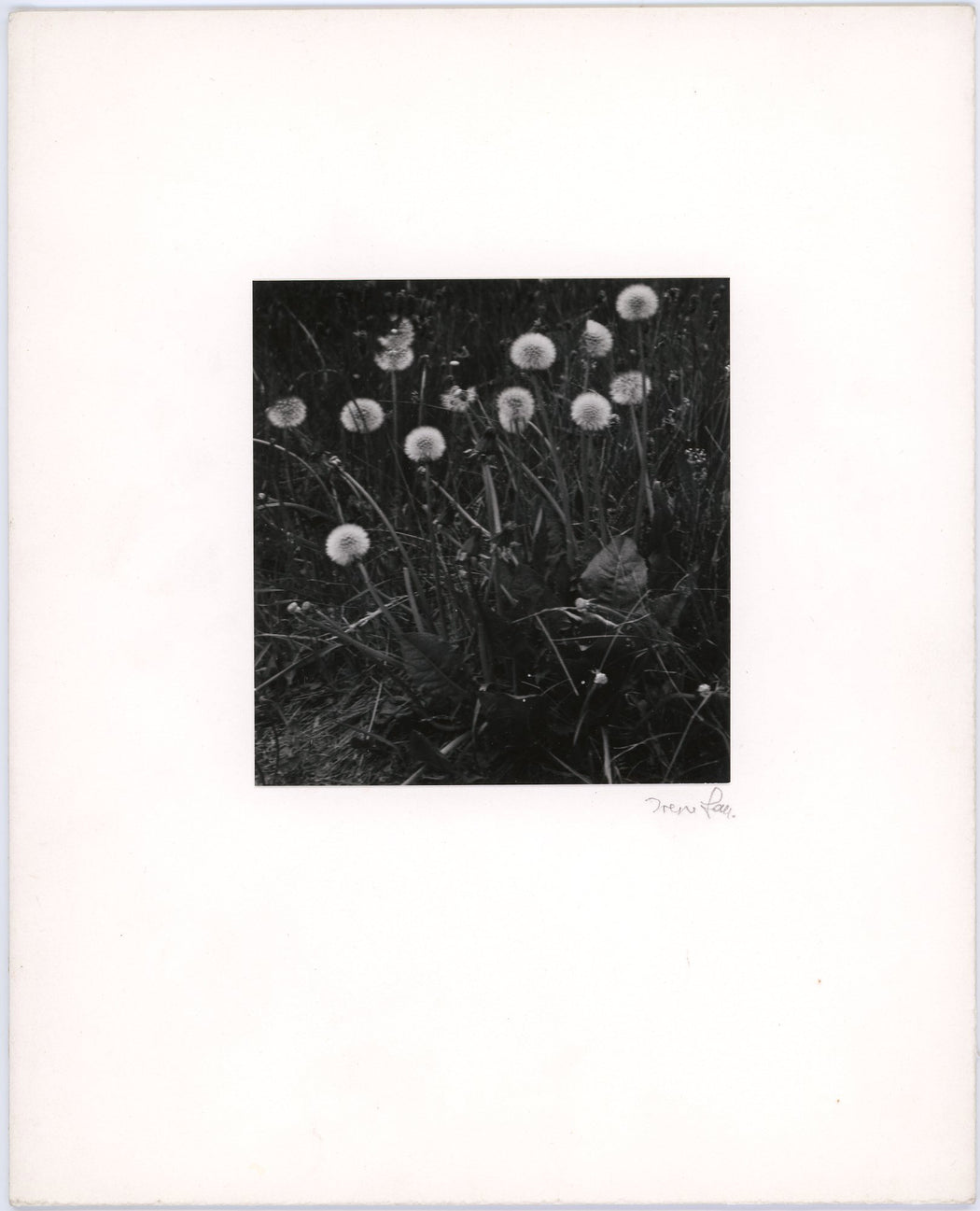 Dandelions - Yorkshire