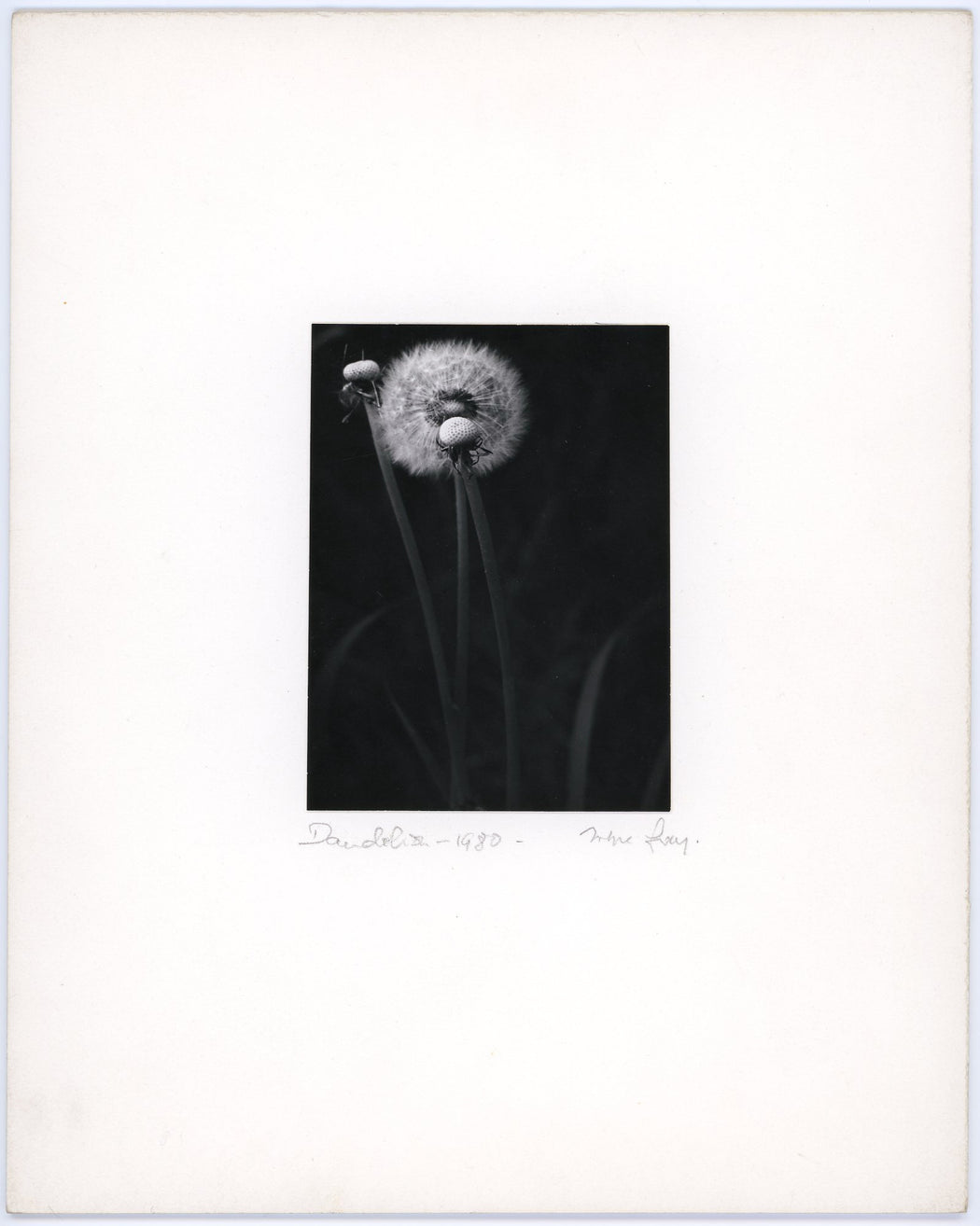 Dandelion