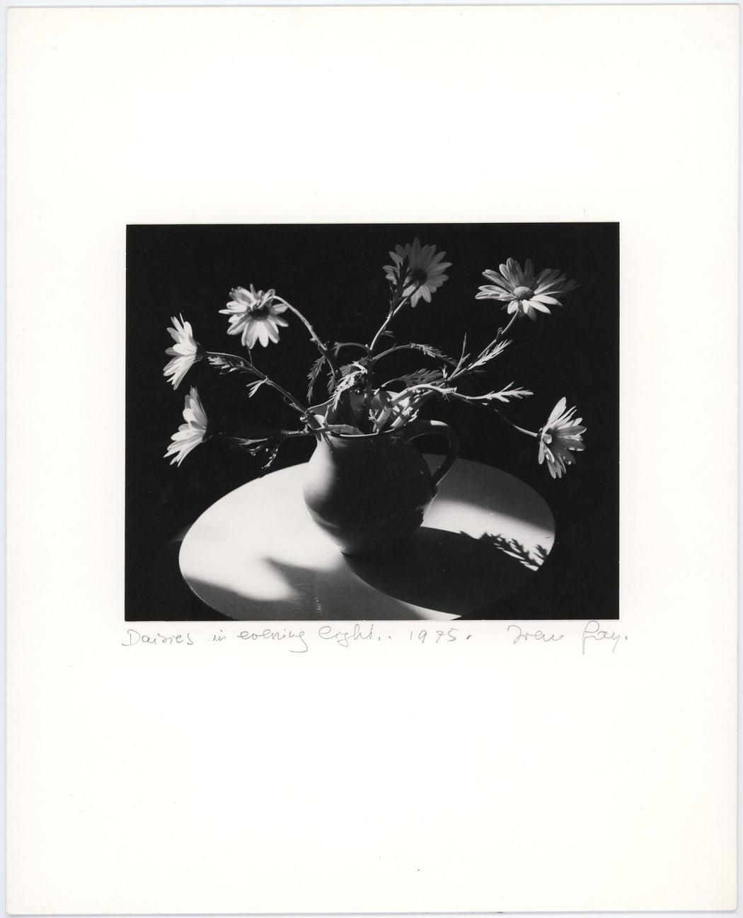 Daisies in Evening Eight