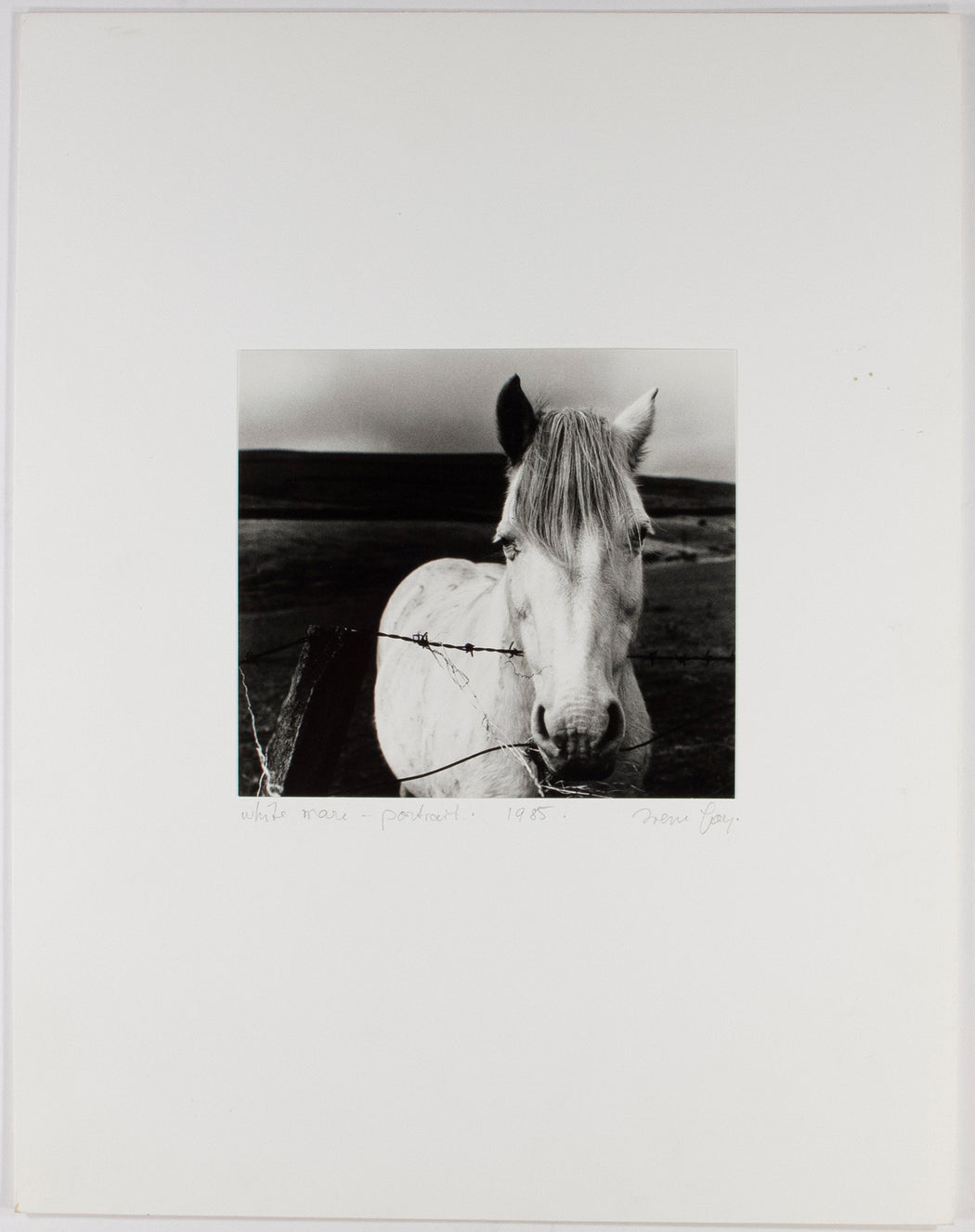 White Mare- Portrait