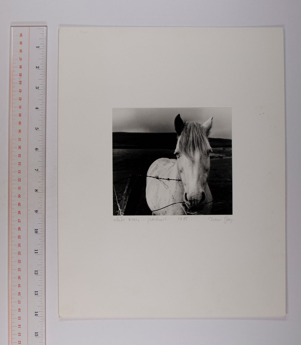 White Mare- Portrait