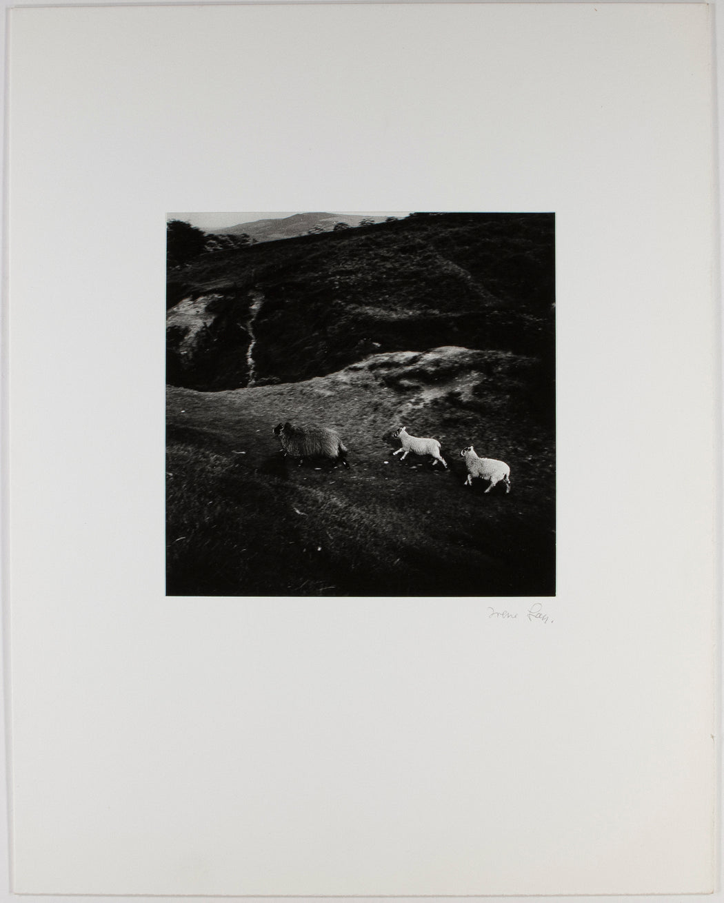 Running Sheep, Yorkshire Moors