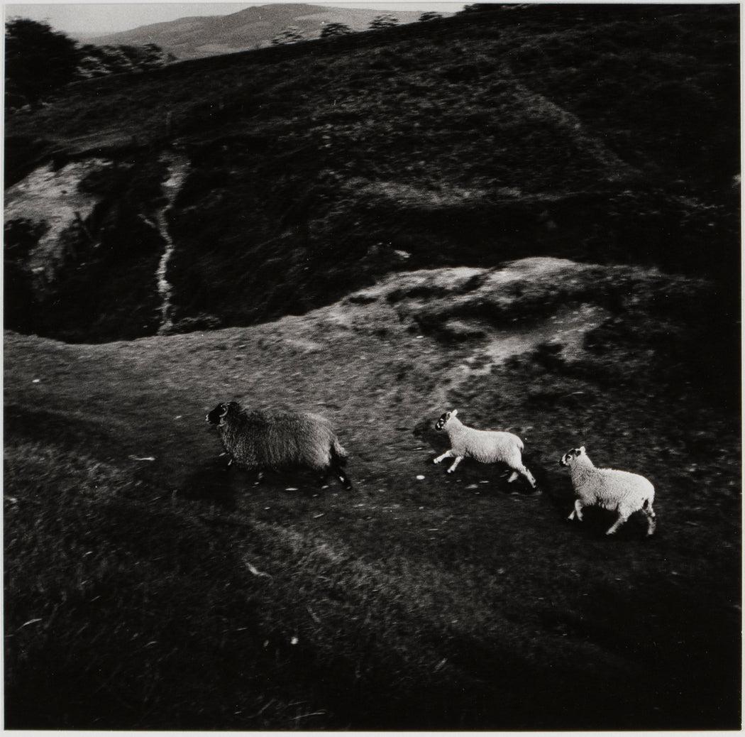 Running Sheep, Yorkshire Moors