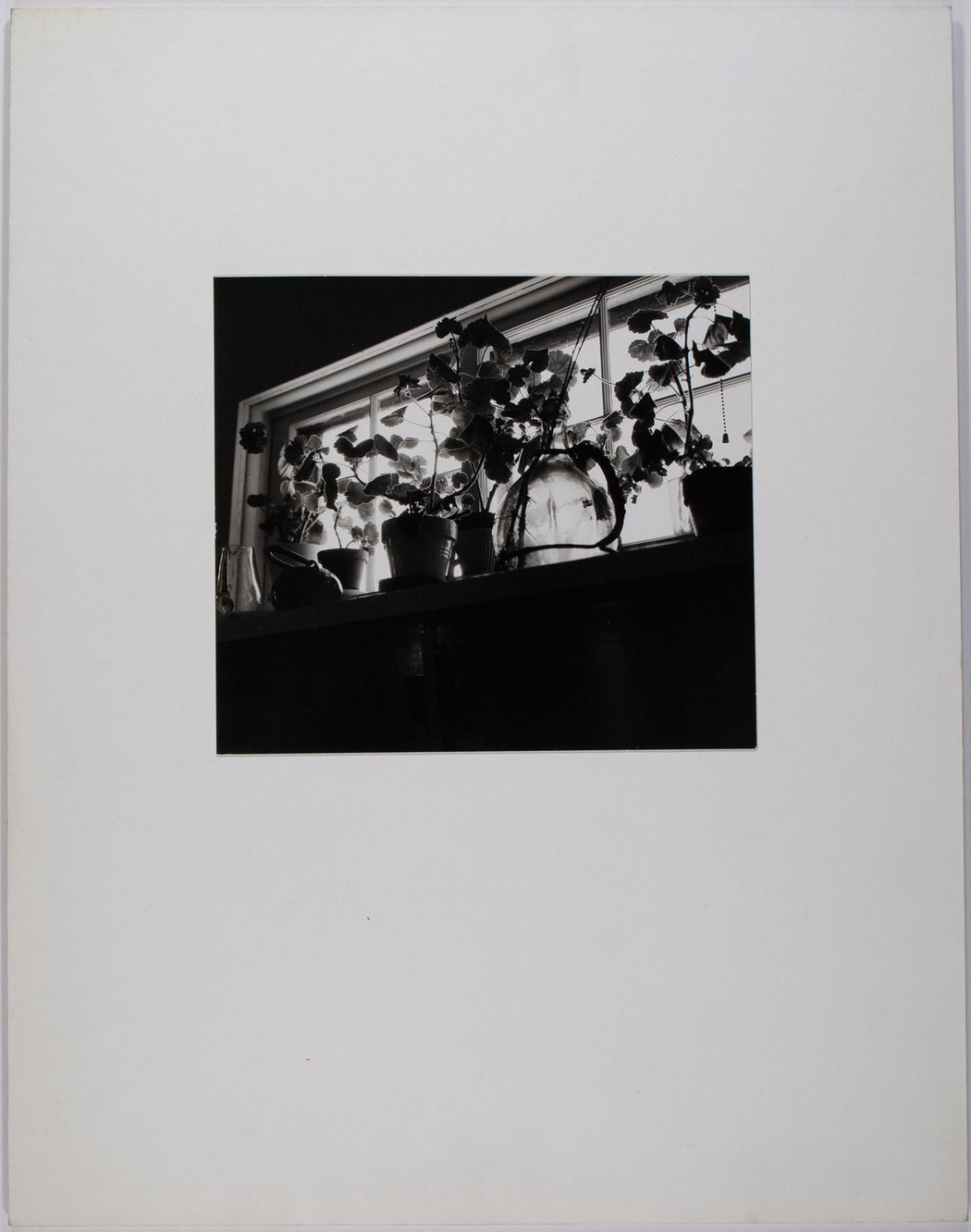 Untitled (Plants in Window)