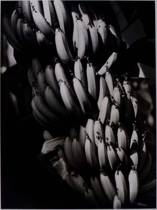 Bananas on Palm
