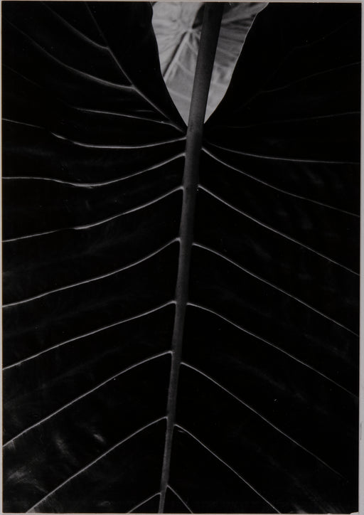 Philodendron Monstera Deliciosa