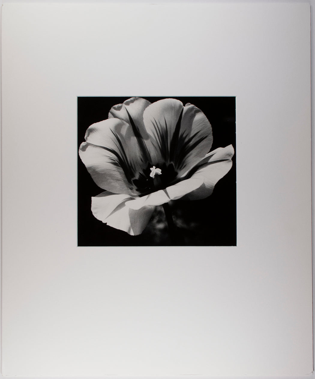 Tulip In Baltimore