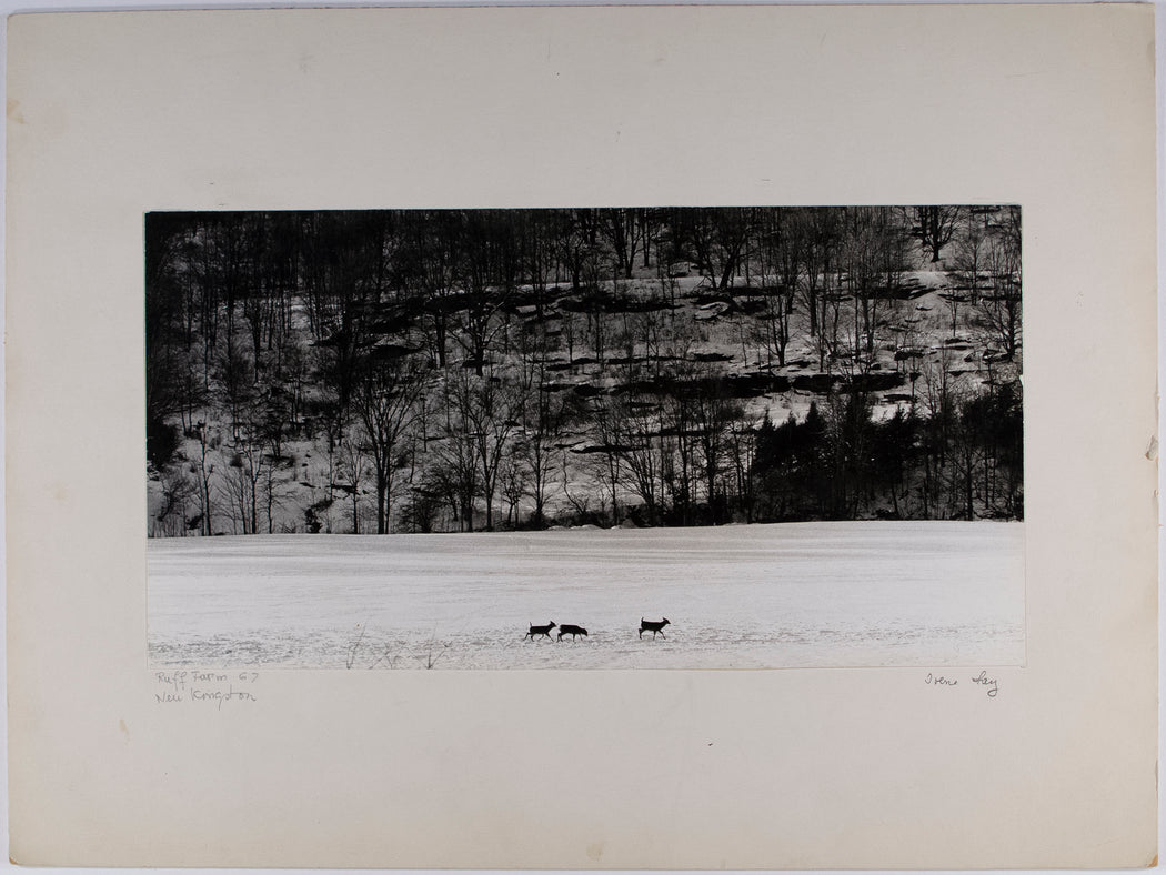 Ruff Farm '67, New Kingston