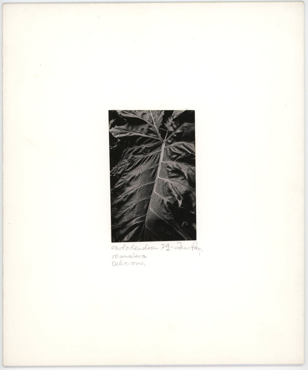Philodendron Monstera Deliciosa