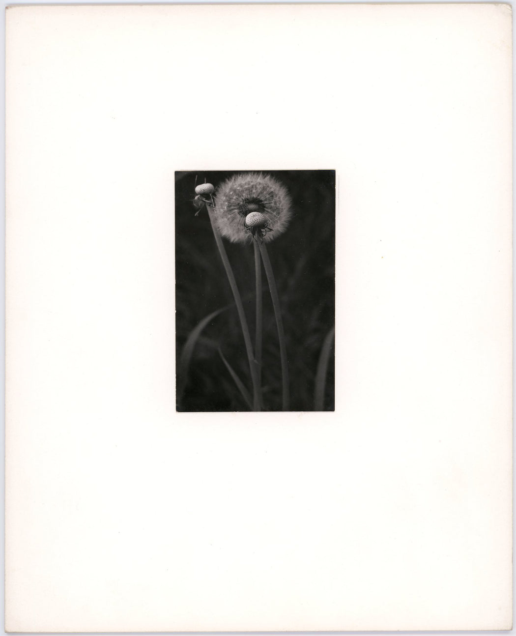 Untitled (Dandelions)