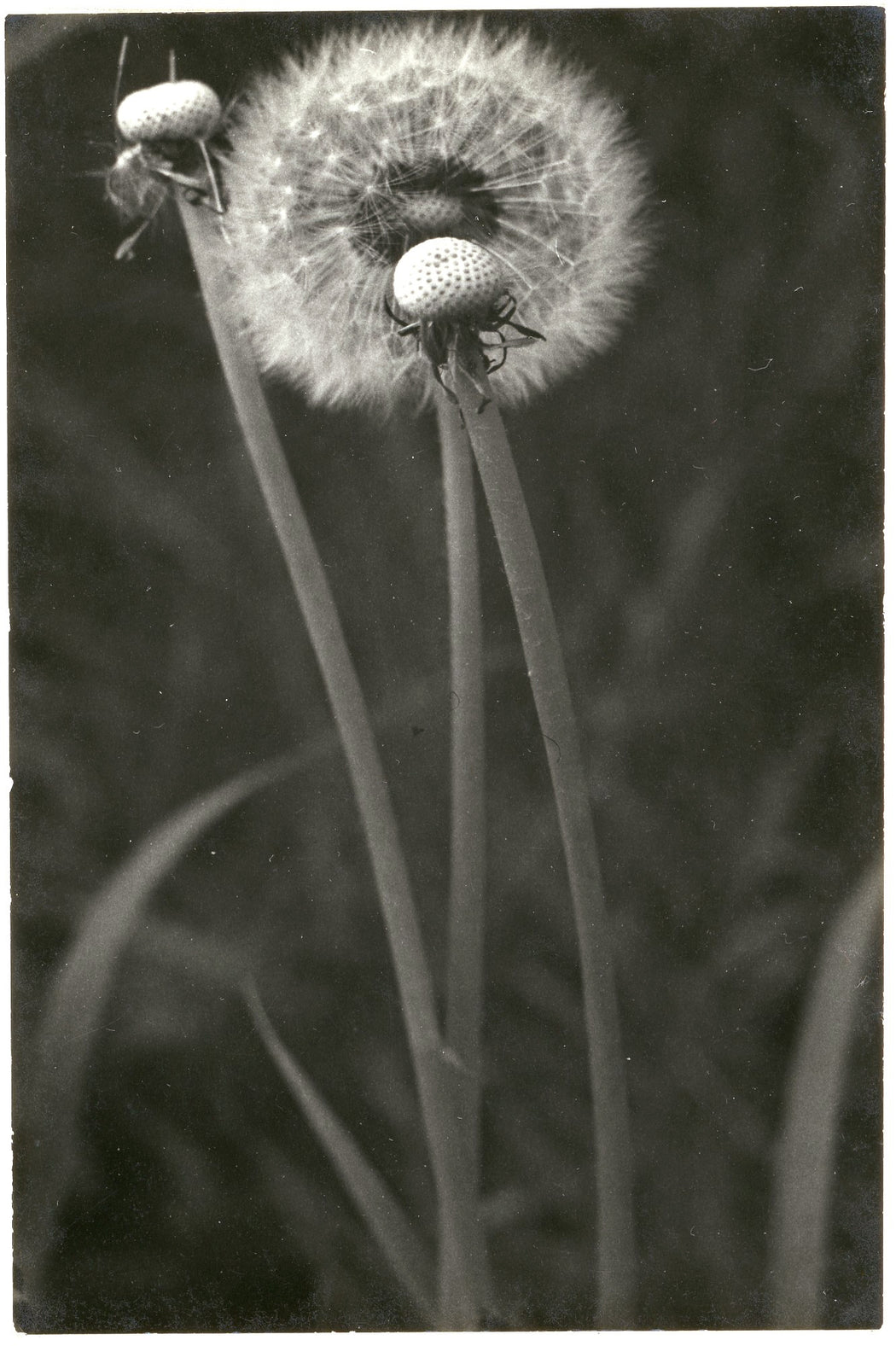 Untitled (Dandelions)